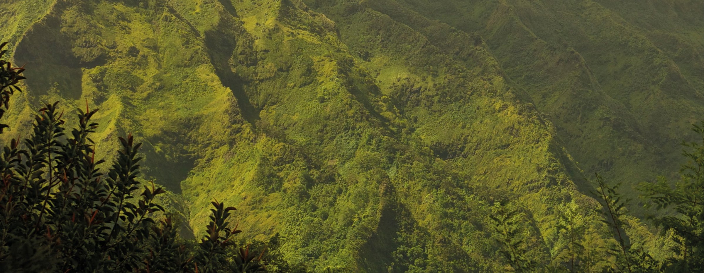 Versant de montagne dans la forêt